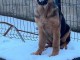 Je vends chiots berger allemand 