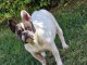 Chiot bouledogue fran&ccedil;ais pour adoption 