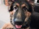 Je donne chiot berger allemand disponible 