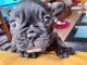 B&eacute;b&eacute; chiot bouledogue fran&ccedil;ais &agrave; donner 