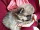 Chiot spitz nain Pom&eacute;ranie &agrave; donner 