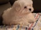 B&eacute;b&eacute; chiot bichon maltais &agrave; donner 