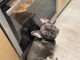 Je donne chiot bouledogue fran&ccedil;ais femelle 