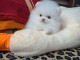 Adorable chiot spitz nain disponible de suite 