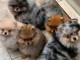Chiot spitz nain disponible de suite 