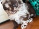 Magnifique chiot spitz nain Pom&eacute;ranie 