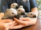 Adorable perroquet gris du Gabon 