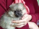 Adorable chiot spitz nain Pom&eacute;ranie 