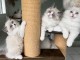 Chatons Ragdolls disponible &agrave; l