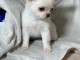 adorable chiot chihuahua m&acirc;le a donner 