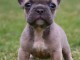 chiot type bouledogue fran&ccedil;ais femelle a donner 