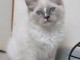 je donne chaton ragdoll m&acirc;le 