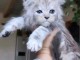 chaton Maine coon adorable 