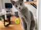 Magnifique chaton Bleu russe femelle pour adoption 