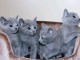 Dons chaton Bleu russe femelle et m&acirc;le 