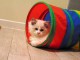 Je donne chaton ragdoll femelle 
