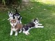 magnifique chiot sib&eacute;rien husky M&acirc;le et femelle a donner 