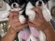 Dons chiot chihuahua femelle et m&acirc;le 