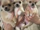 Dons chiot chihuahua femelle a donner 