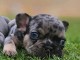 je donne chiot bouledogue fran&ccedil;ais &agrave; donner 