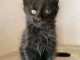adorable chaton Maine coon femelle 