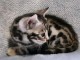 adorable chaton Bengal m&acirc;le a donner 
