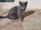 je donne chaton bleu russe femelle 