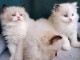 adoption chaton ragdoll femelle et m&acirc;le 