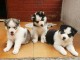 je donne chiot husky sib&eacute;rien adorable 