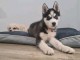 je donne chiot husky sib&eacute;rien m&acirc;le 