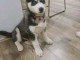 b&eacute;b&eacute; chiot husky sib&eacute;rien &agrave; donner 