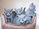 je donne chaton bleu russe m&acirc;le et femelle 