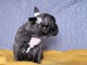 chiot bouledogue fran&ccedil;ais &agrave; vendre 