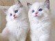 chaton ragdoll femelle et m&acirc;le disponible 