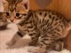 adorable chaton Bengal disponible 