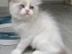 &agrave; adopter chaton ragdoll femelle 
