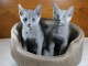 deux chat bleu russe pour compagnie 