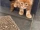 je donne chaton maine coon roux 