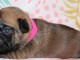 Adorable chiot type bouledogue fran&ccedil;ais pour saillie 