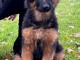 Je donne chiot berger allemand magnifique 
