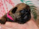 B&eacute;b&eacute; chiot bouledogue fran&ccedil;ais &agrave; c&eacute;der 