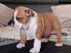 B&eacute;b&eacute; chiot bulldog anglais m&acirc;le a donner 