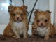 Magnifique chiot chihuahua femelle a donner 