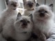 Magnifique chaton ragdoll femelle et m&acirc;le pour compagnie 
