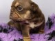 B&eacute;b&eacute; chiot bouledogue fran&ccedil;ais 