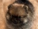 Magnifique chiot spitz allemand 