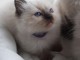 je donne chat ragdoll femelle adorable 