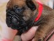Chiot type bouledogue fran&ccedil;ais &agrave; donner 