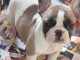 Je donne chiot bouledogue fran&ccedil;ais 