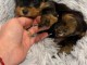 Adorable chiot Yorkshire femelle &agrave; donner 